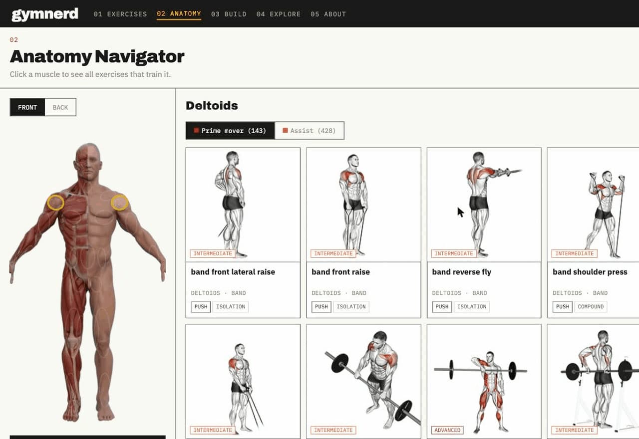 gymnerd — Anatomy Navigator, deltoids highlighted on the muscle figure